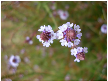 Verbena blanca